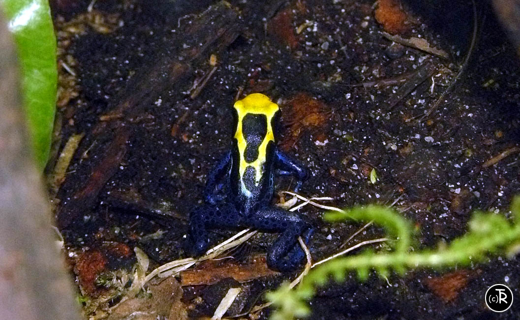 P1040909 copie.jpg